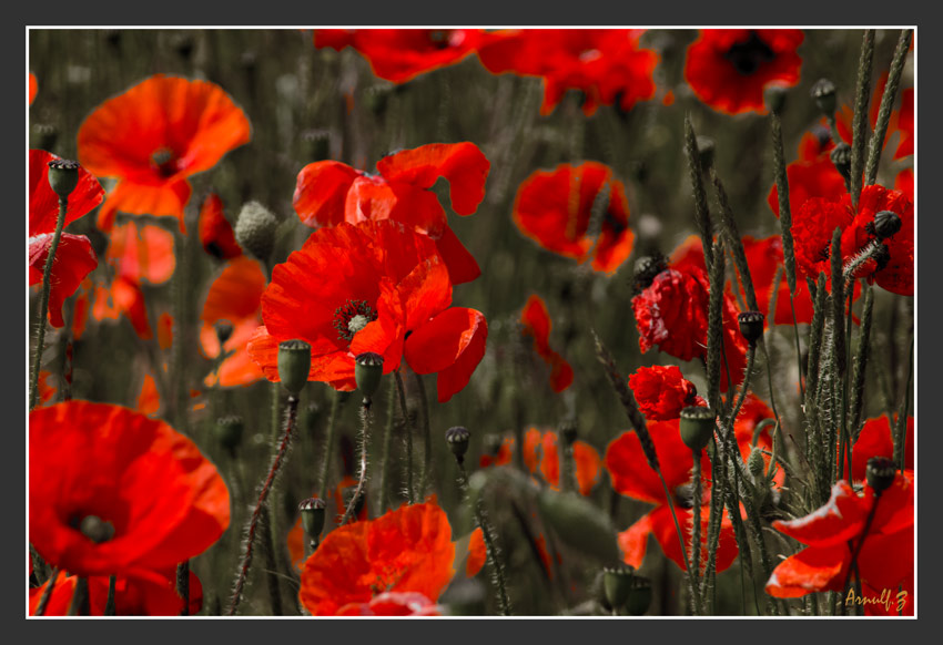 Mohn