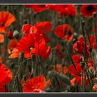 Mohn