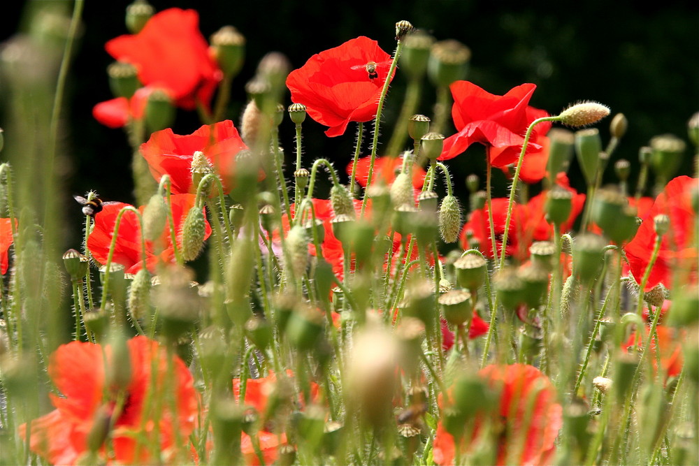 Mohn...