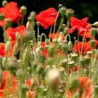 Mohn...