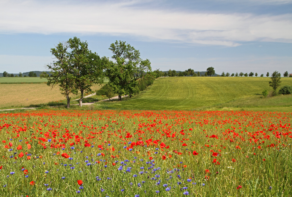 Mohn