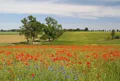 Mohn