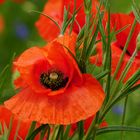 Mohn