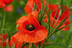 Mohn