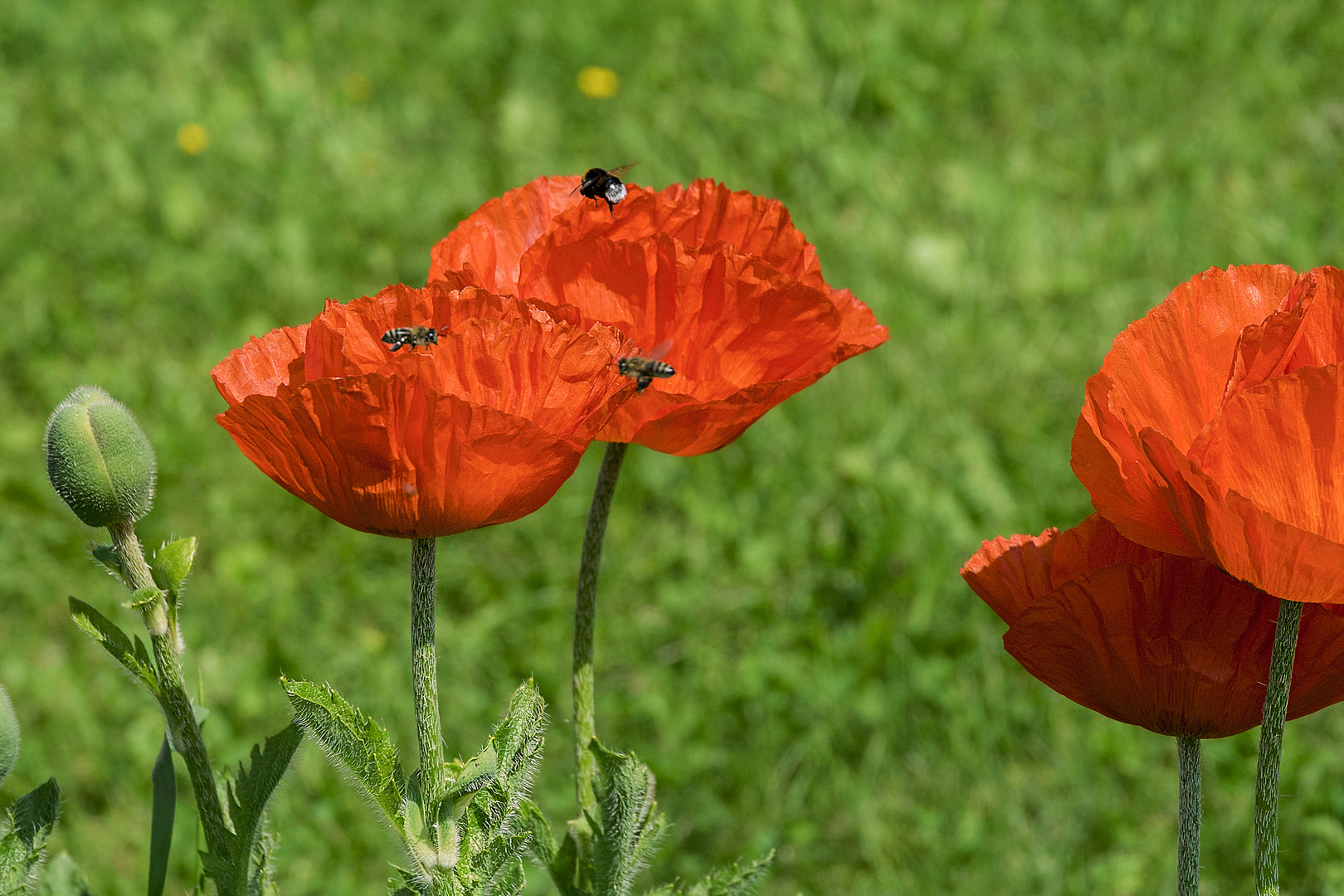 Mohn 3Bienehummel