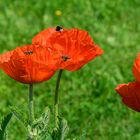 Mohn 3Bienehummel