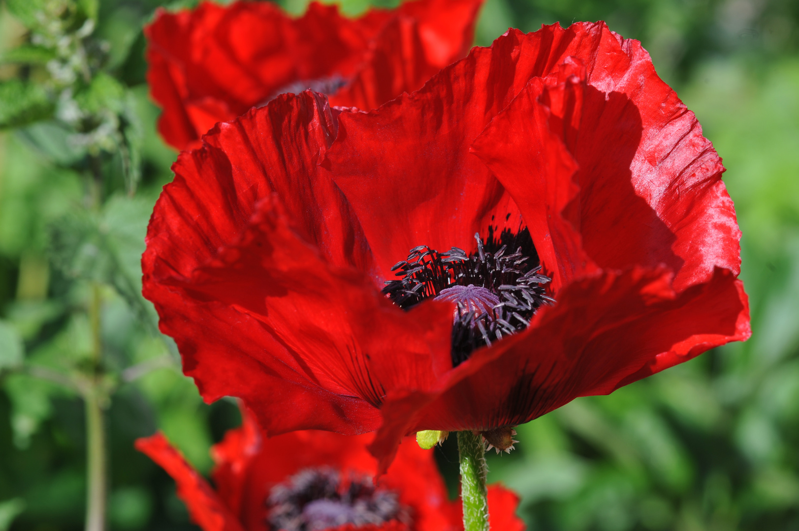 Mohn