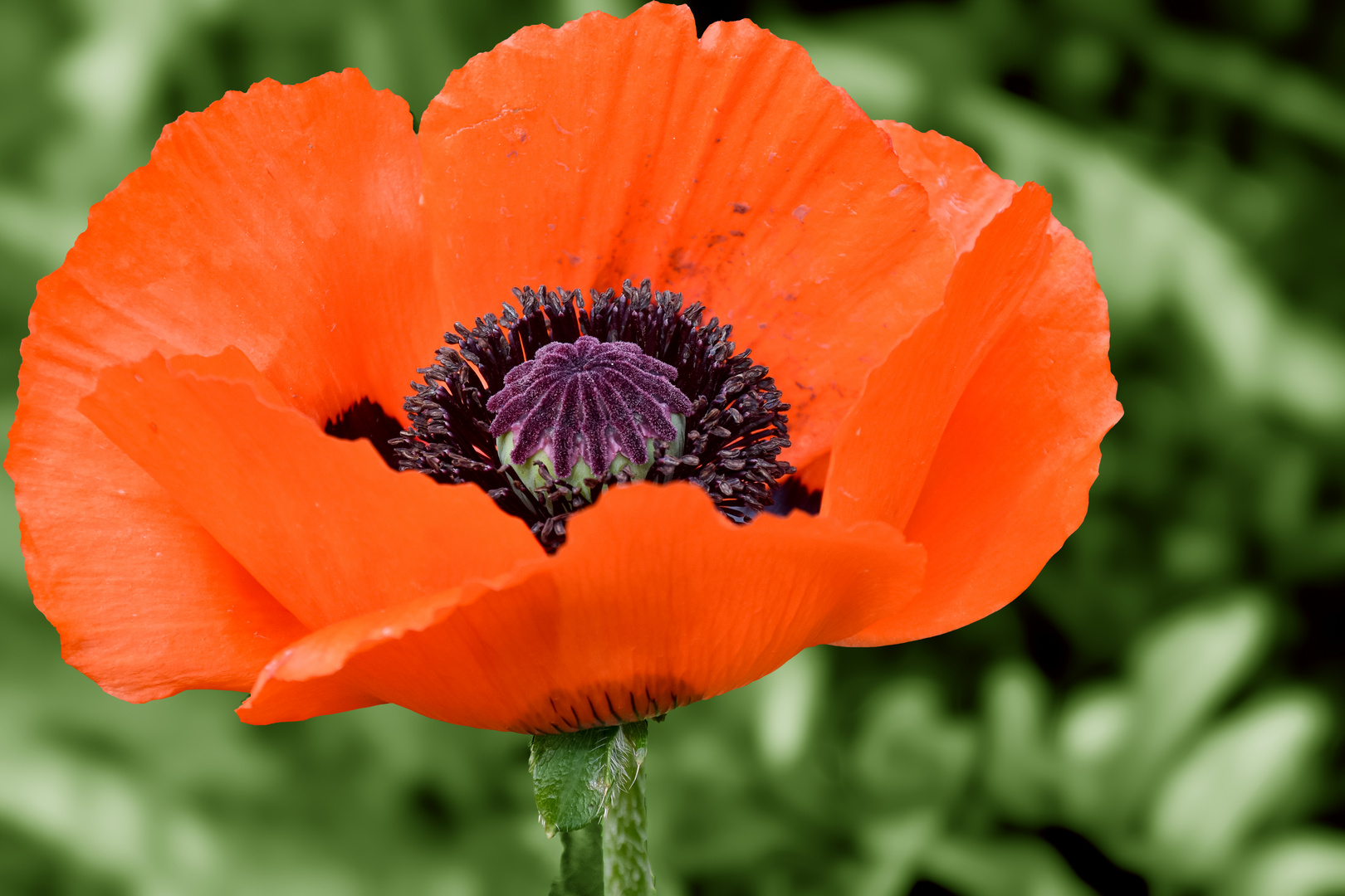 Mohn