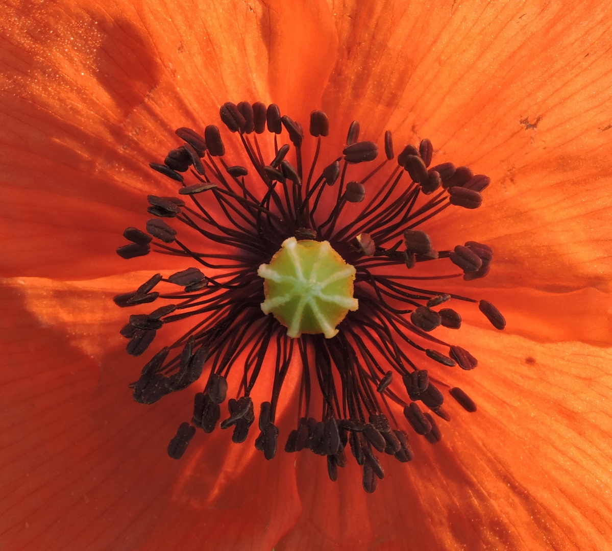 Mohn