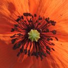 Mohn