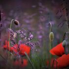 Mohn