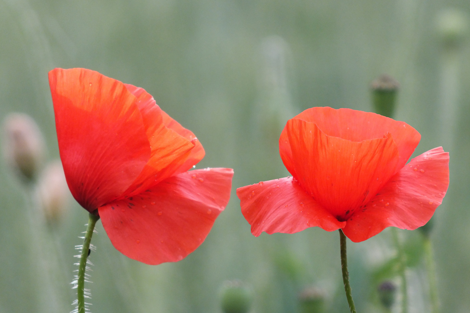 Mohn