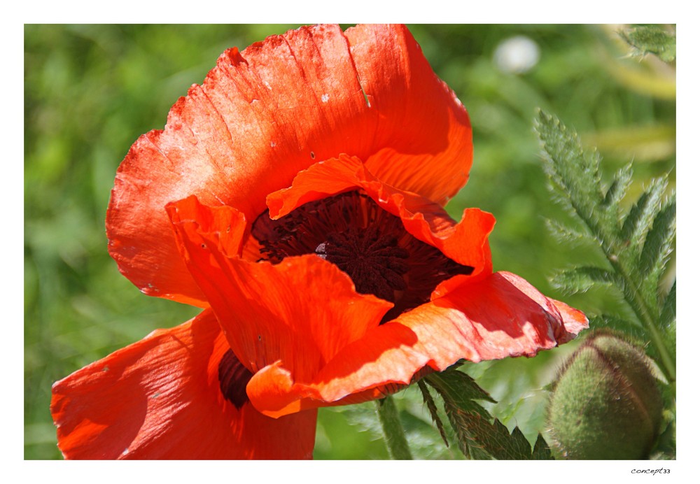 Mohn