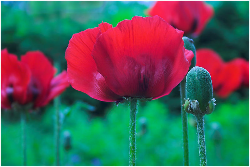 Mohn