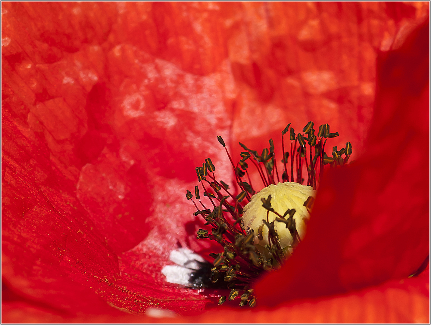 Mohn