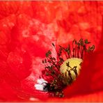 Mohn