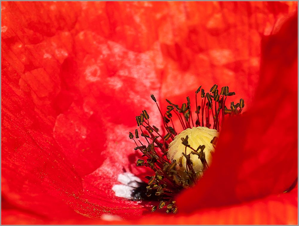 Mohn