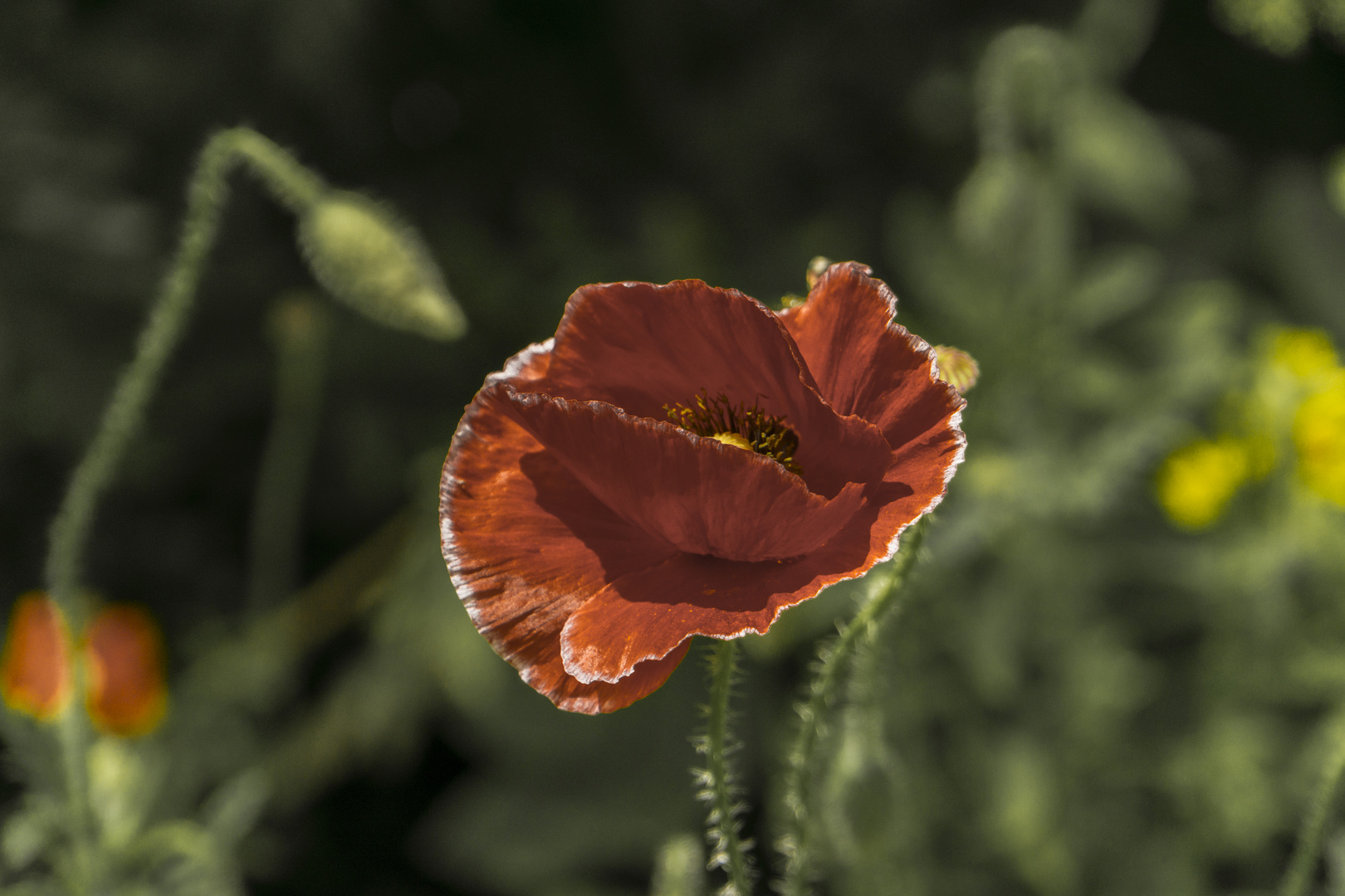 MOHN