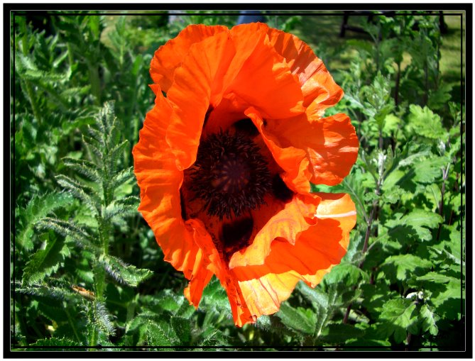 Mohn