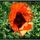 Mohn