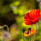 Mohn