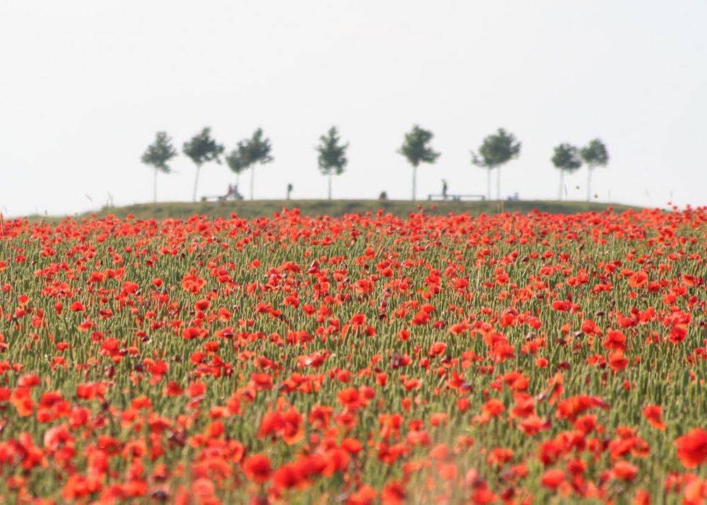 Mohn von Peter Vollmert 