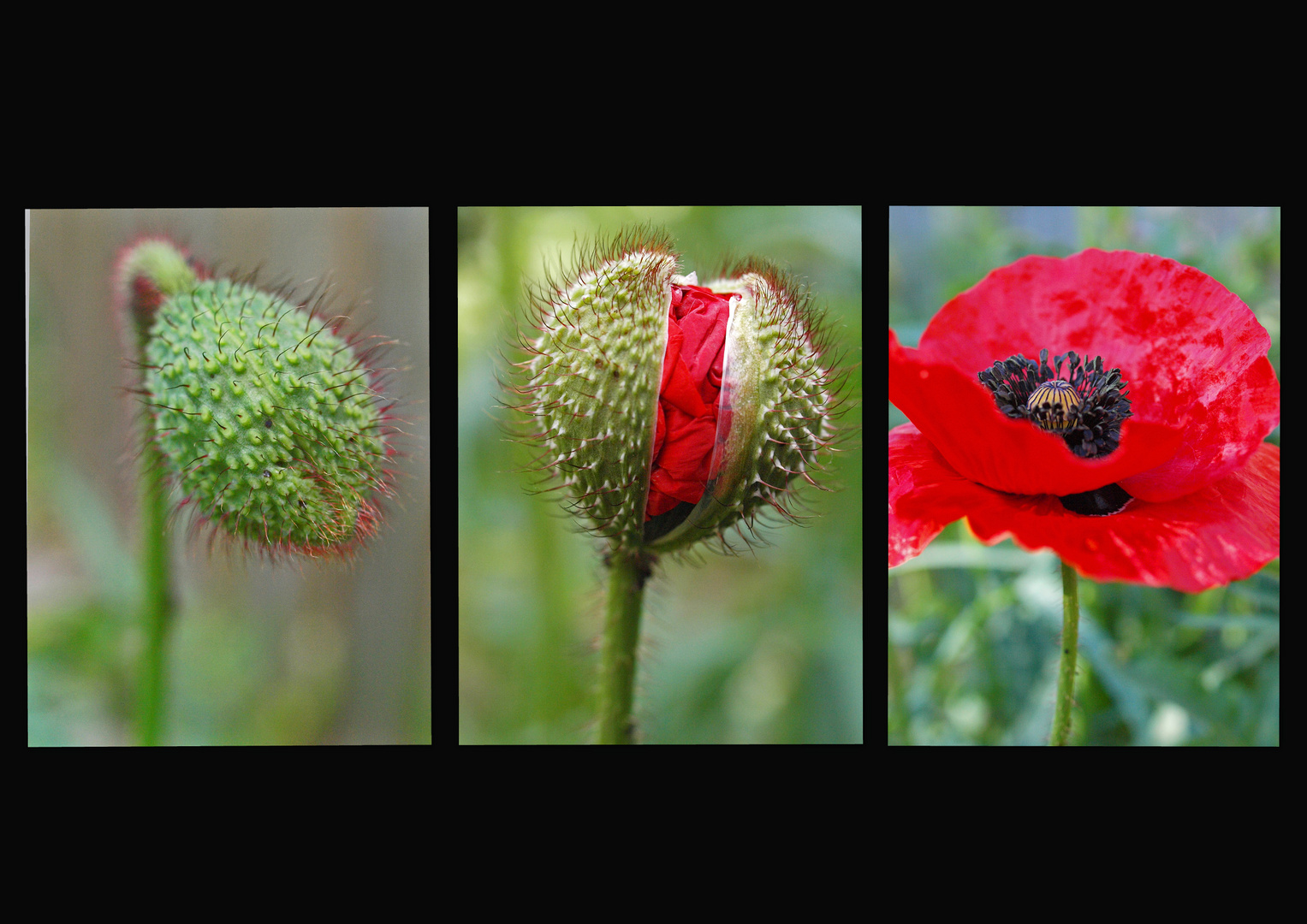 Mohn