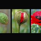 Mohn