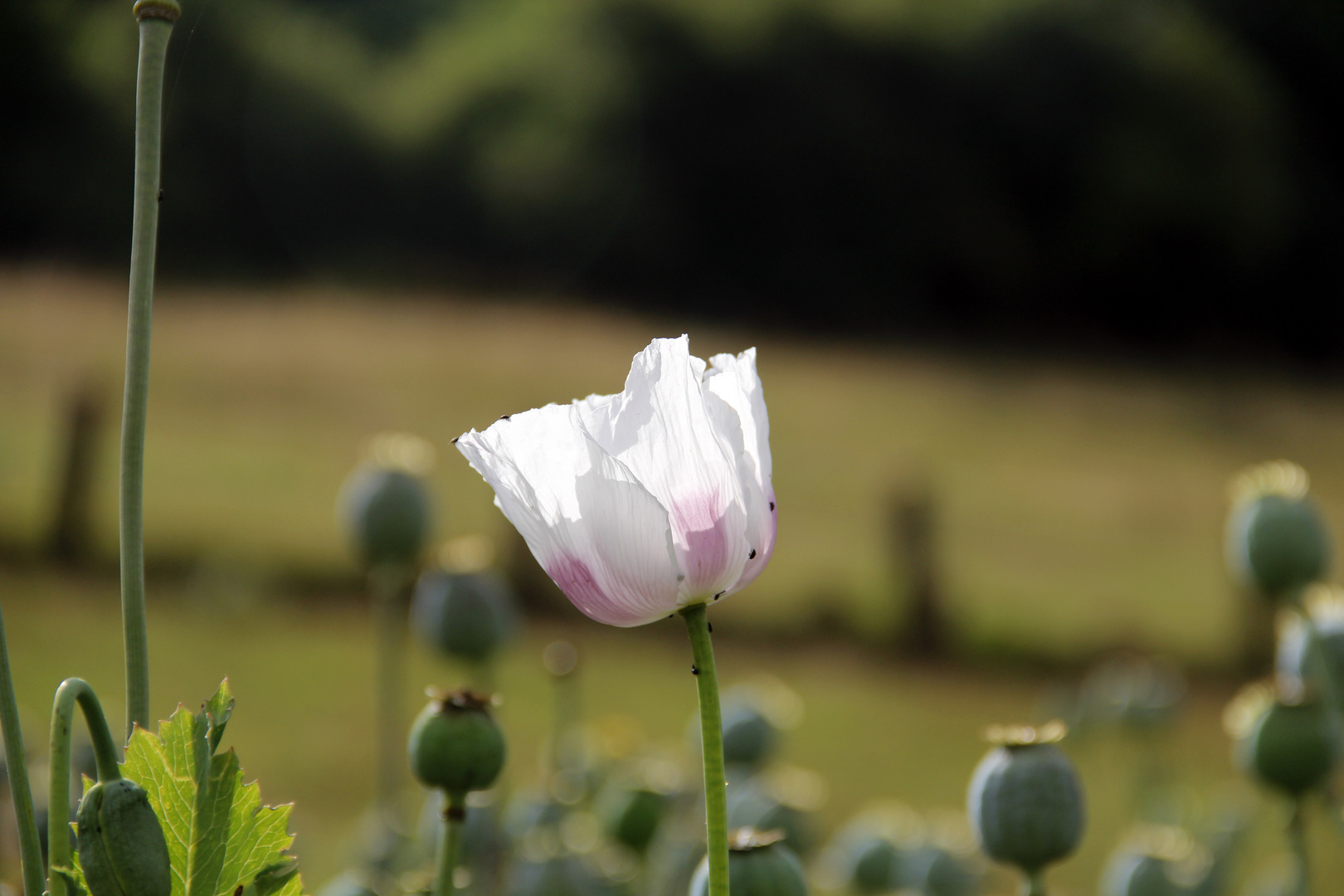 Mohn