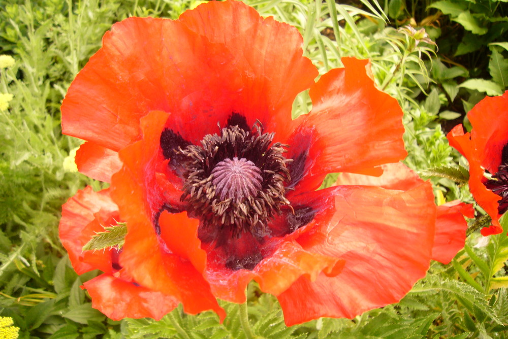 Mohn