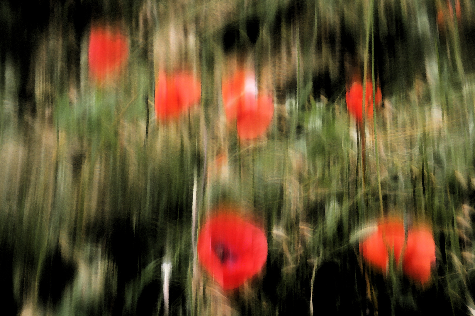 Mohn