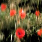 Mohn