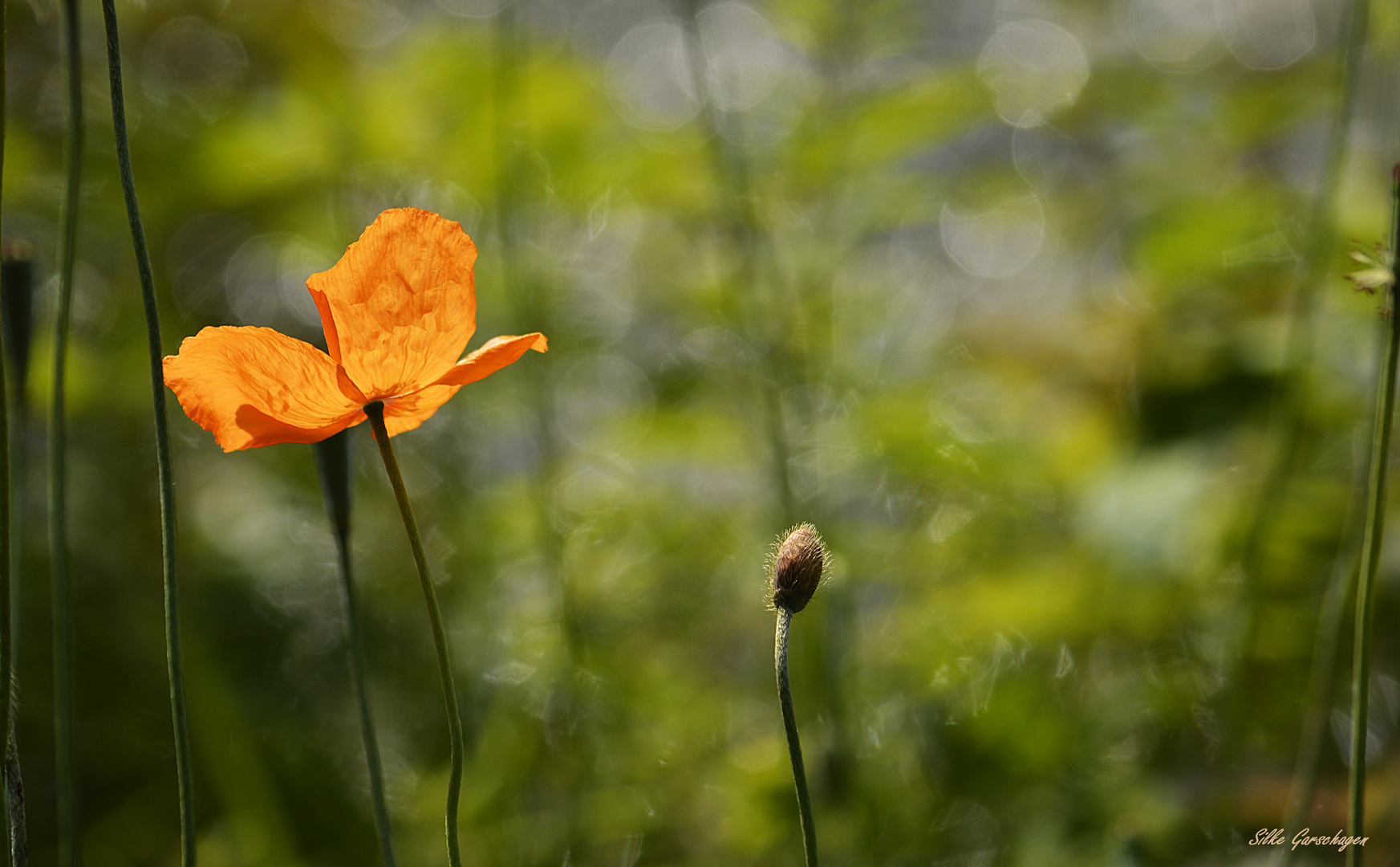 Mohn