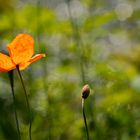 Mohn