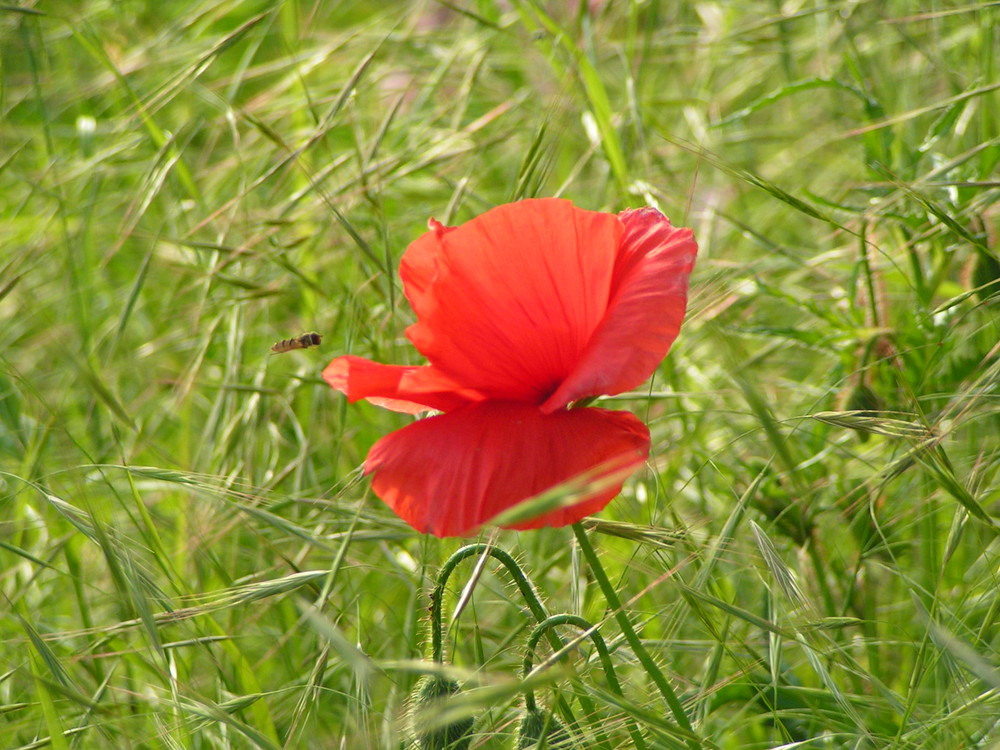 Mohn