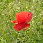 Mohn