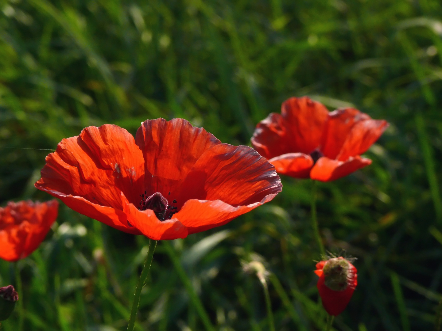 Mohn