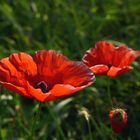 Mohn