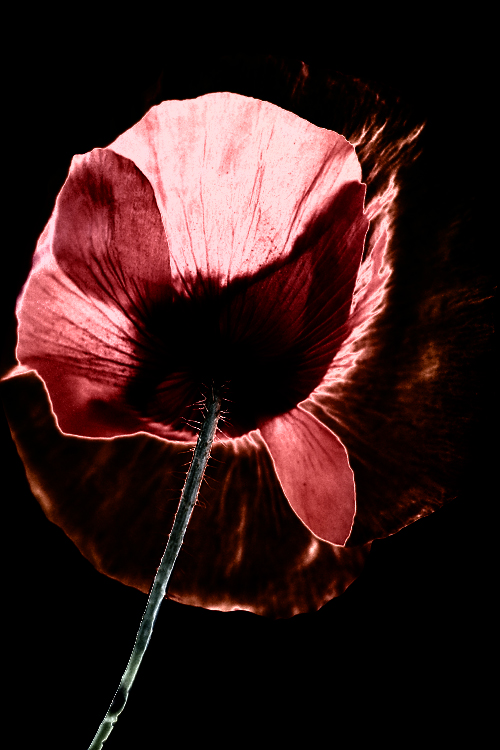 Mohn