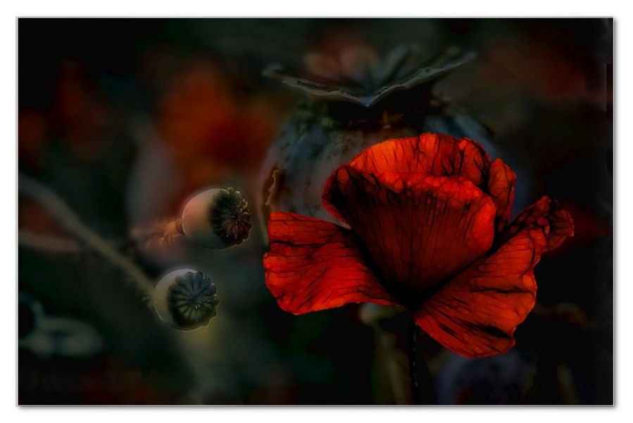 Mohn ...