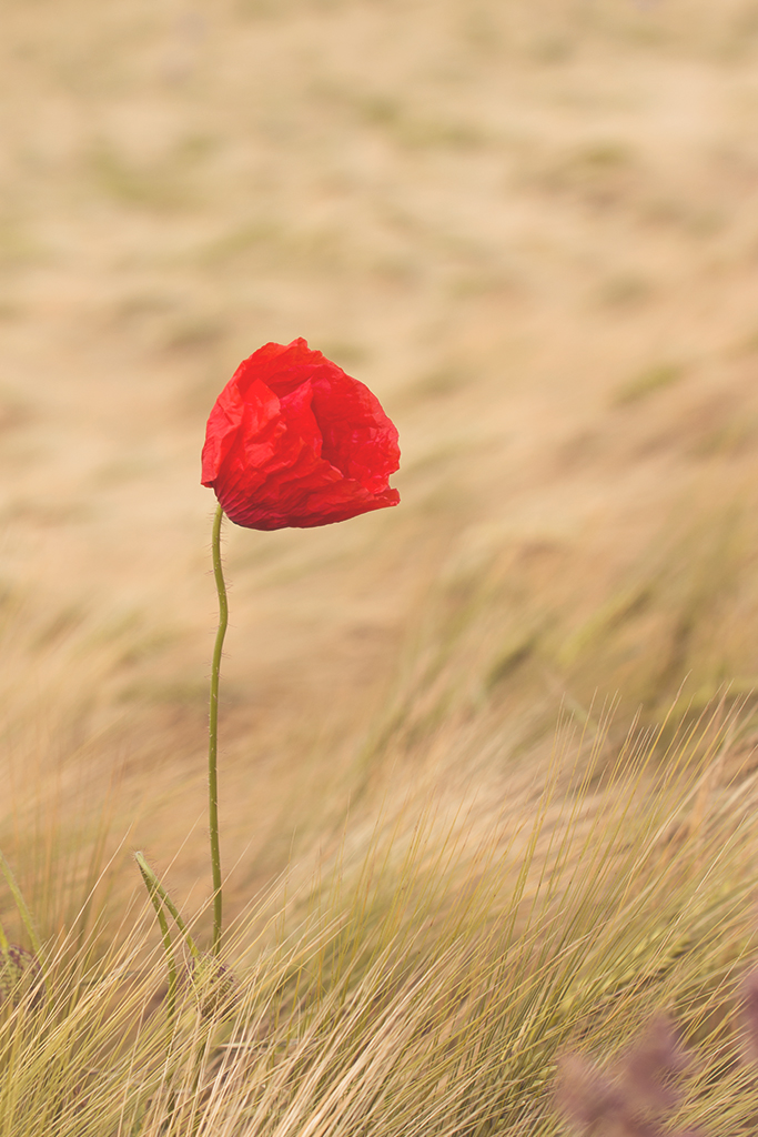 Mohn