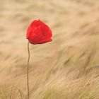 Mohn