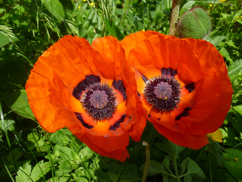 Mohn