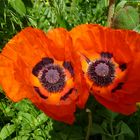 Mohn