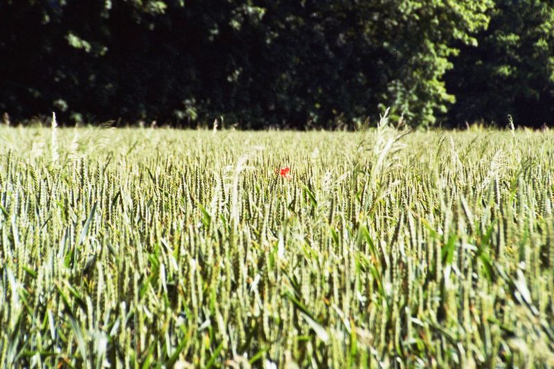 Mohn