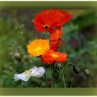 Mohn