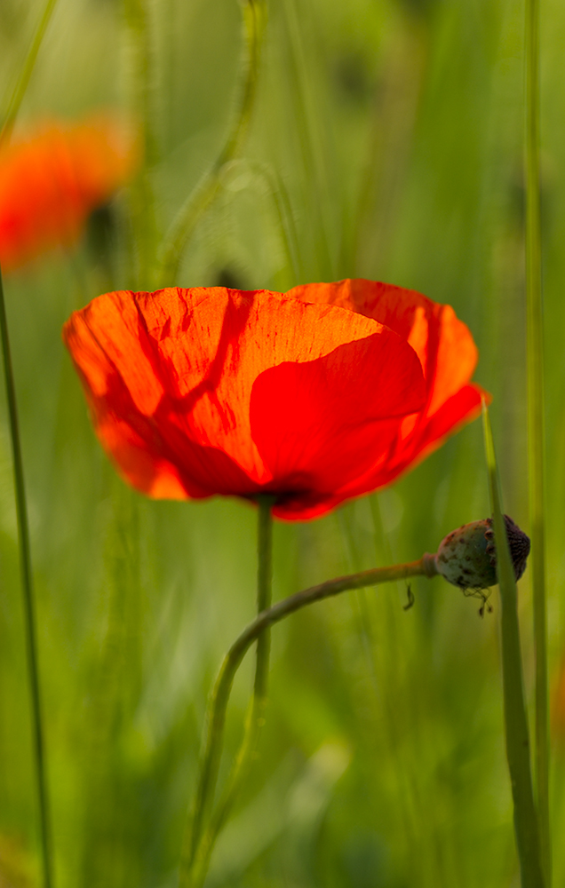 Mohn