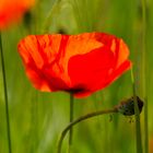 Mohn