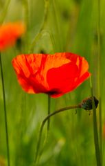 Mohn