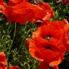 Mohn